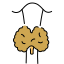 Manages Thyroid